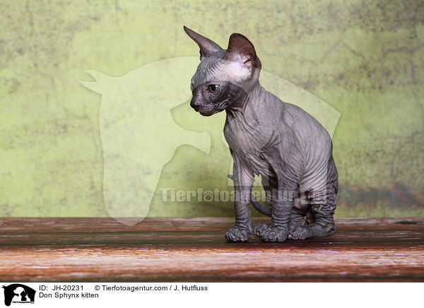 Don Sphynx Ktzchen / Don Sphynx kitten / JH-20231