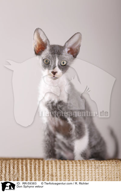 Don Sphynx velour / RR-59383