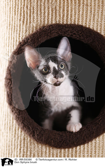 Don Sphynx brush / Don Sphynx brush / RR-59386