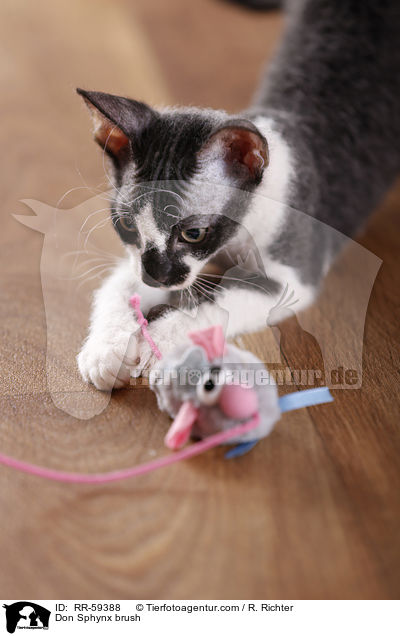 Don Sphynx brush / Don Sphynx brush / RR-59388