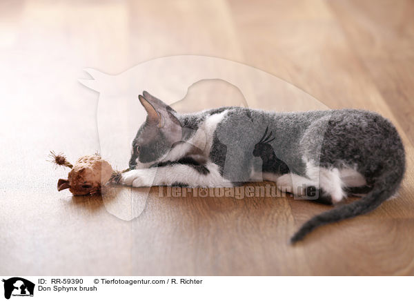 Don Sphynx brush / RR-59390