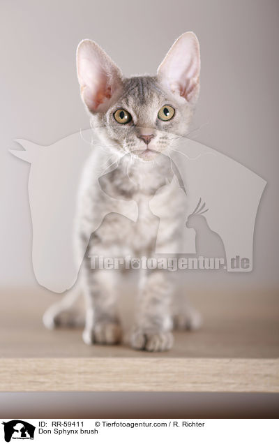 Don Sphynx brush / RR-59411