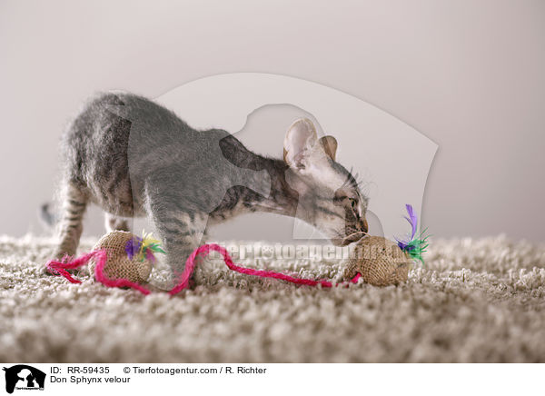 Don Sphynx velour / Don Sphynx velour / RR-59435