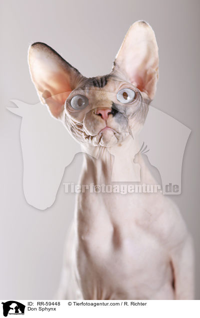 Don Sphynx / Don Sphynx / RR-59448