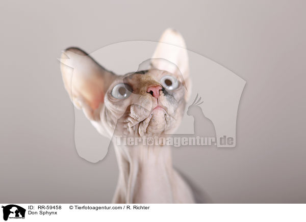 Don Sphynx / Don Sphynx / RR-59458