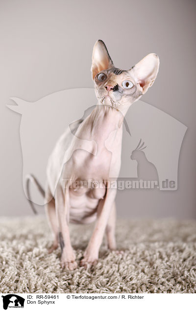 Don Sphynx / Don Sphynx / RR-59461