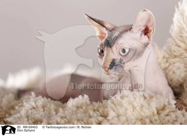 Don Sphynx / RR-59463