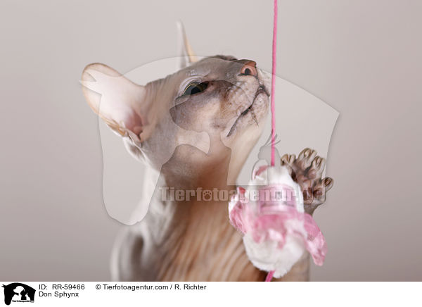 Don Sphynx / RR-59466