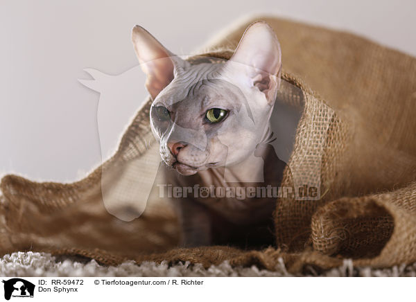 Don Sphynx / Don Sphynx / RR-59472