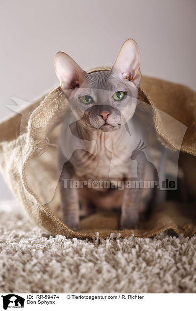 Don Sphynx / Don Sphynx / RR-59474