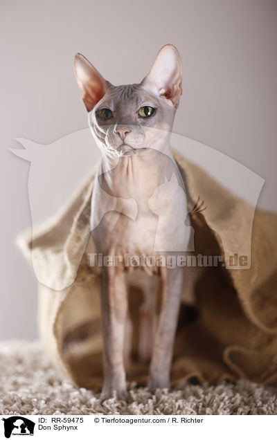 Don Sphynx / Don Sphynx / RR-59475