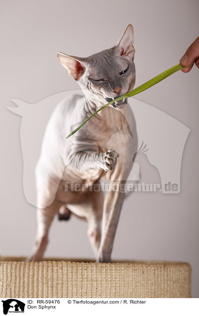 Don Sphynx / RR-59476