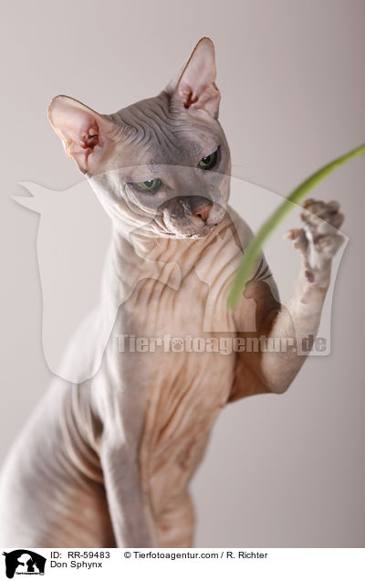 Don Sphynx / Don Sphynx / RR-59483