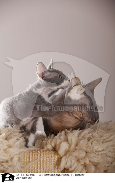 Don Sphynx / Don Sphynx / RR-59496