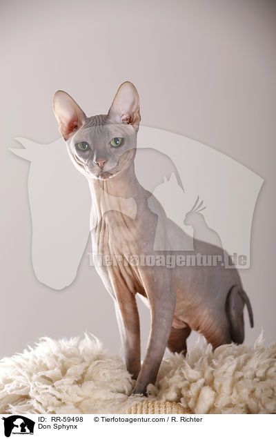 Don Sphynx / RR-59498
