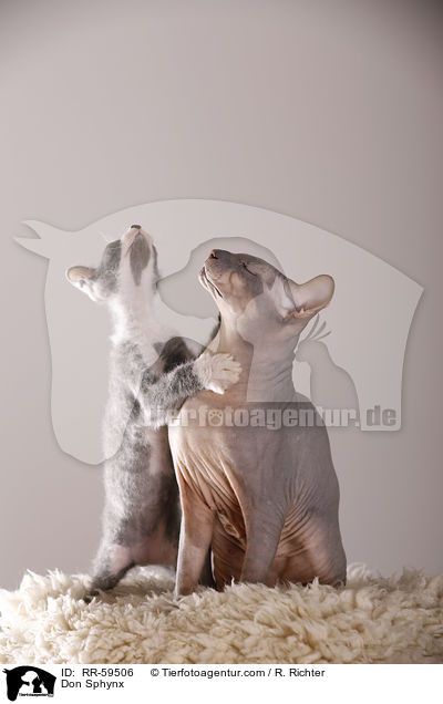 Don Sphynx / RR-59506