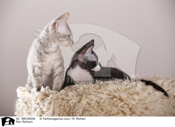 Don Sphynx / RR-59508