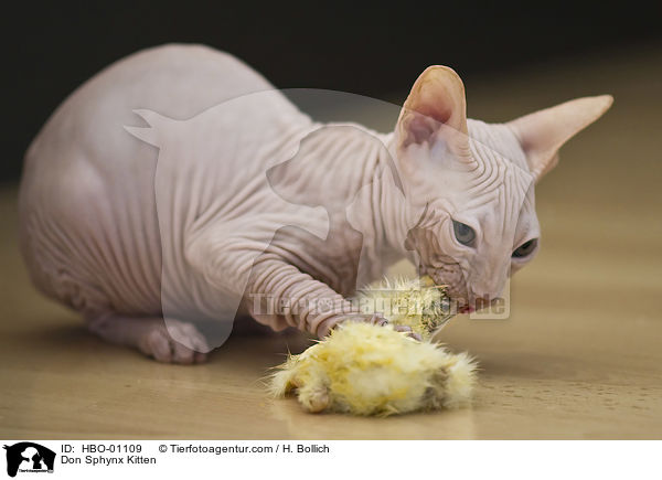 Don Sphynx Ktzchen / Don Sphynx Kitten / HBO-01109