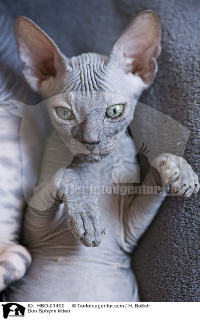 Don Sphynx Ktzchen / Don Sphynx kitten / HBO-01400