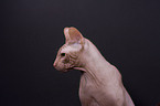 Don Sphynx Portrait