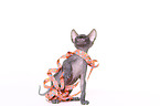 Don Sphynx kitten