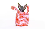 Don Sphynx kitten