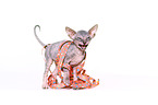 Don Sphynx kitten