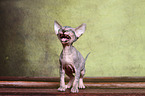 Don Sphynx kitten