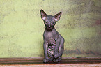 Don Sphynx kitten