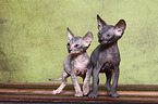 Don Sphynx kitten