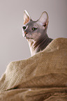 Don Sphynx