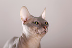 Don Sphynx