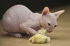 Don Sphynx Kitten