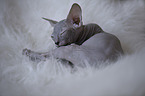 Don Sphynx kitten