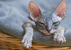 Don Sphynx kitten