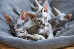 Don Sphynx kitten