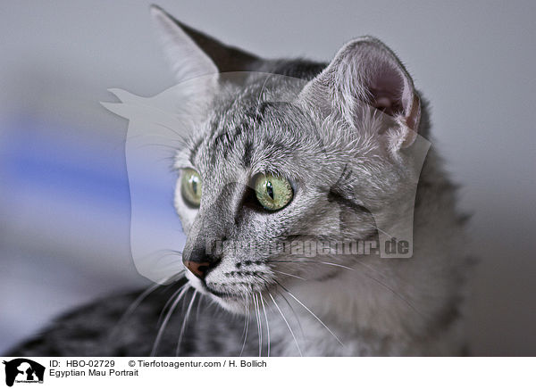 Egyptian Mau Portrait / HBO-02729