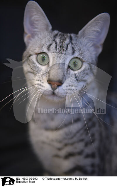 Egyptian Mau / HBO-06693