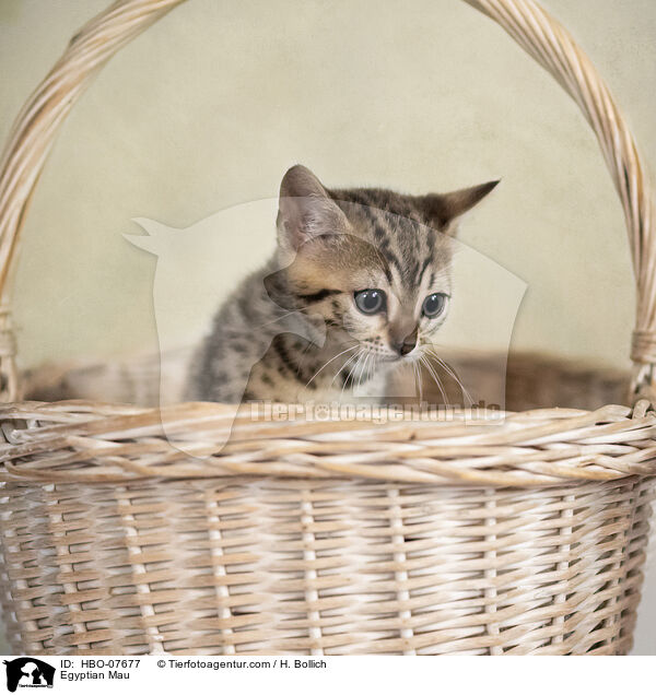 gyptische Mau / Egyptian Mau / HBO-07677