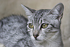 Egyptian Mau Portrait