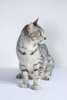 Egyptian Mau