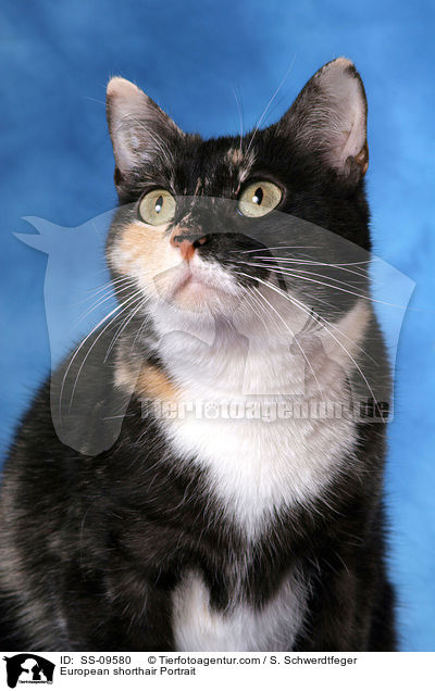 Europisch Kurzhaar Portrait / European shorthair Portrait / SS-09580