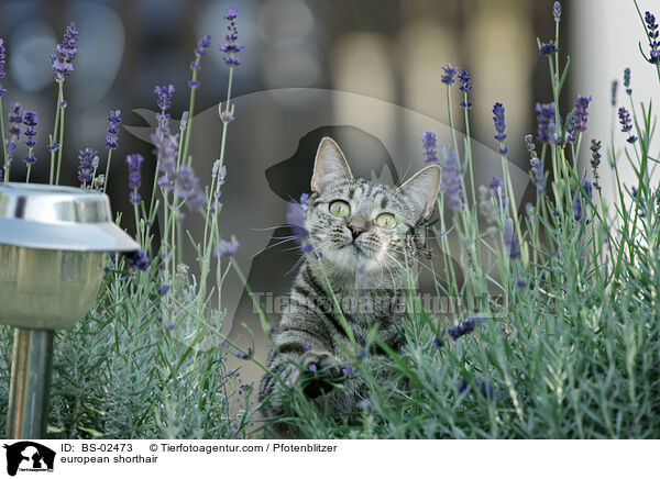 Europisch Kurzhaar / european shorthair / BS-02473