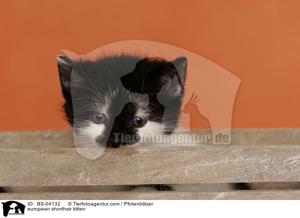 Europisch Kurzhaar Ktzchen / european shorthair kitten / BS-04132