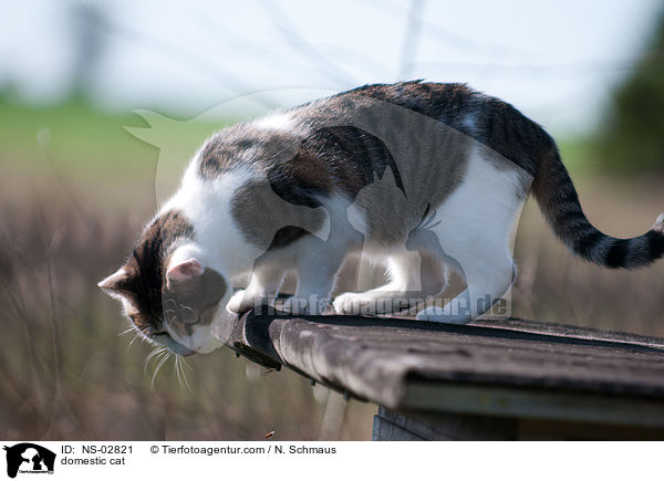Europisch Kurzhaar / domestic cat / NS-02821