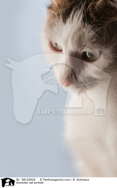 Europisch Kurzhaar Portrait / domestic cat portrait / NS-02826