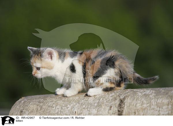 kitten / RR-42967