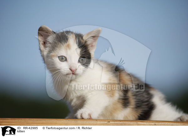 kitten / RR-42985