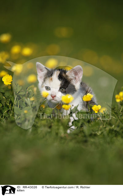 kitten / RR-43026