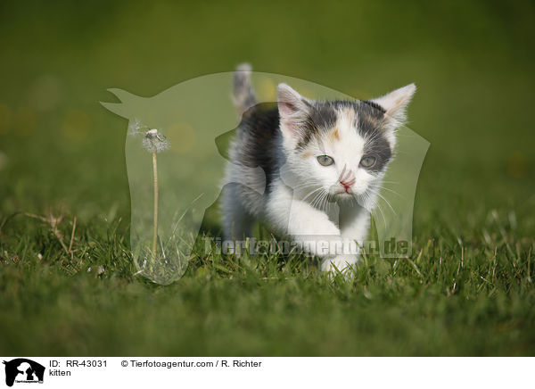 kitten / RR-43031